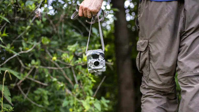 Tips For Picking Up Velvet Bucks On Your Trail Cameras