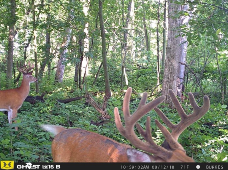 whitetail deer in velvet Archives Hawk Treestands