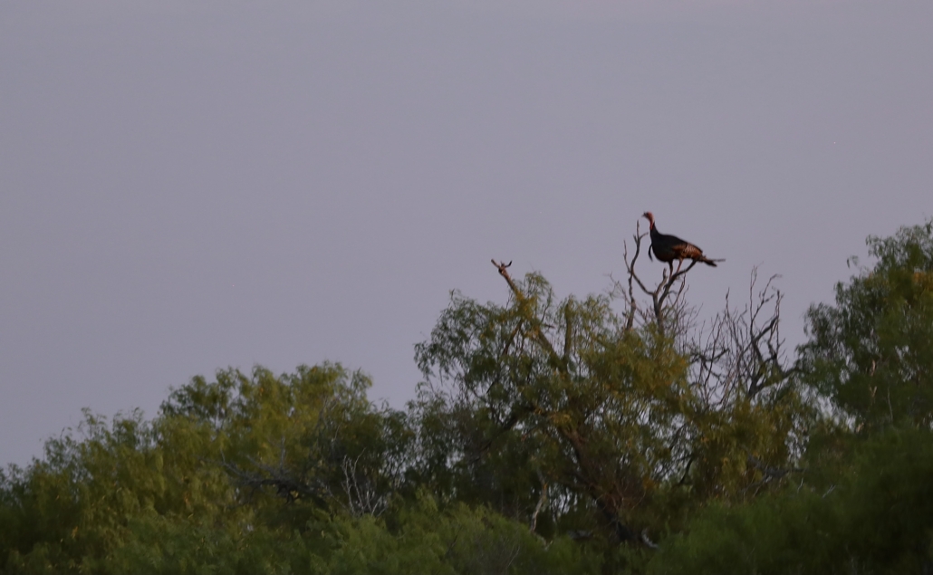 Hunting The Roost: Unveiling The Late Season Turkey Hunter's Secret Weaponby Heath Wood
